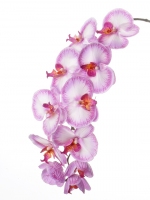 Phalaenopsis 102cm
